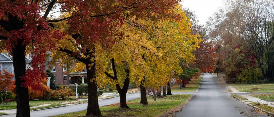A suburban street lined with autumn trees and houses