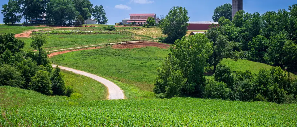 A farm track between a cornfield and woods on rolling North Carolina farmland